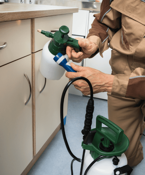 pest control in kitchen