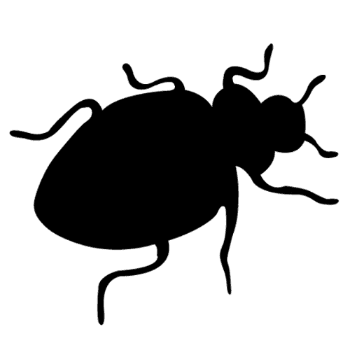 bed bug icon